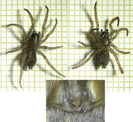 Haplodrassus umbratilis